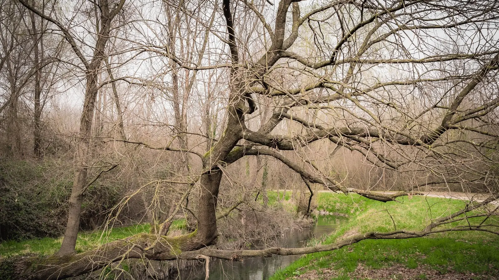 Small creek winding past bare trees and green grass in early spring