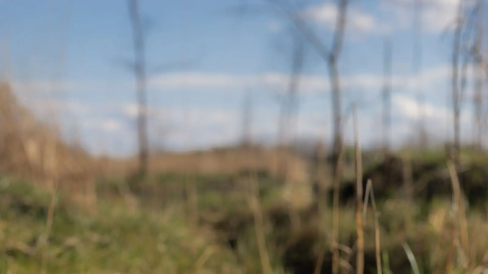 Narrow water-filled ditch running through tall grass