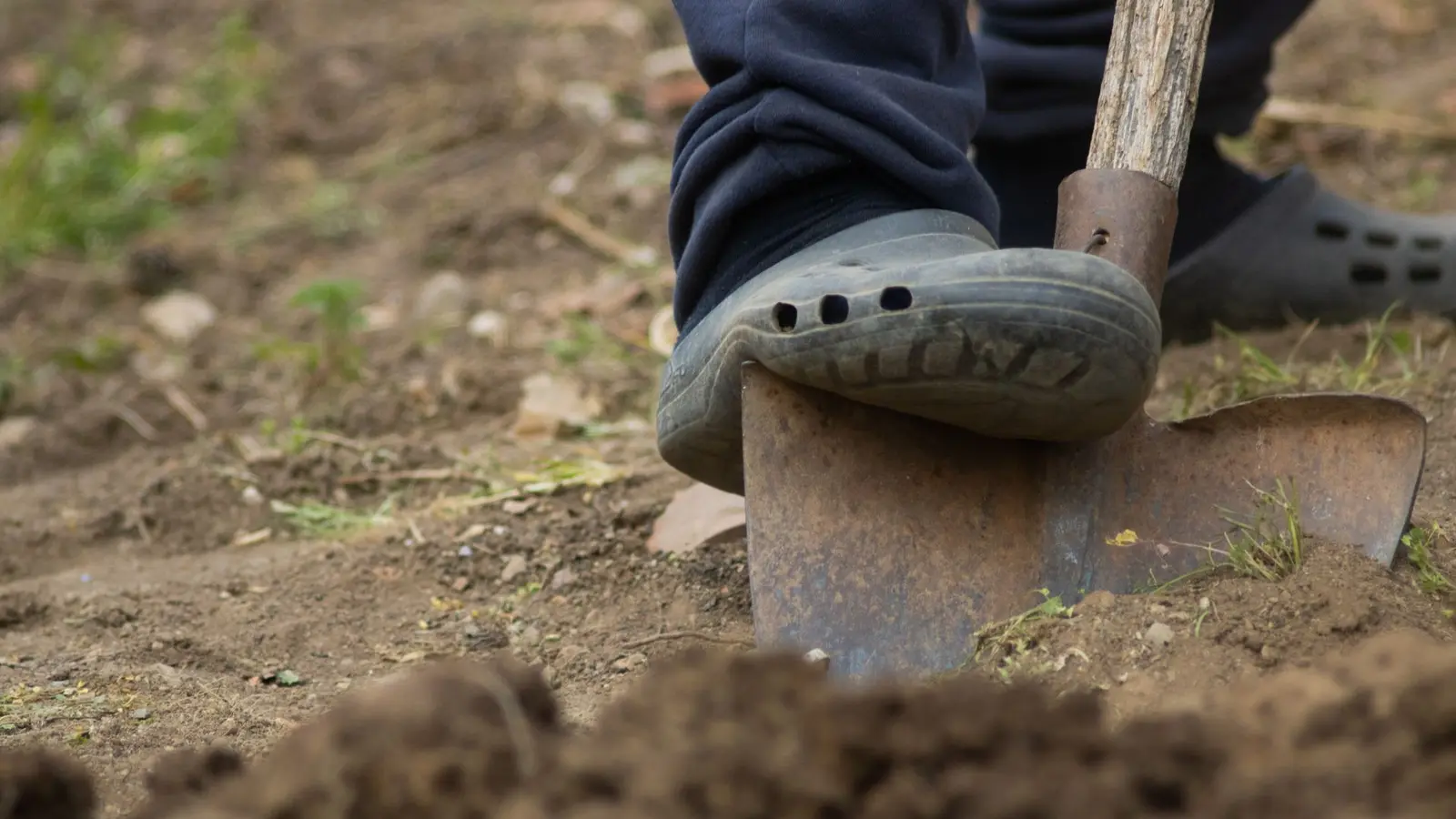 Person pressing a shovel into loose garden soil with their foot